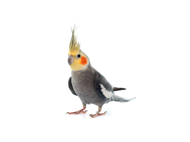 CACATUA NINFA (Nymphicus hollandicus)