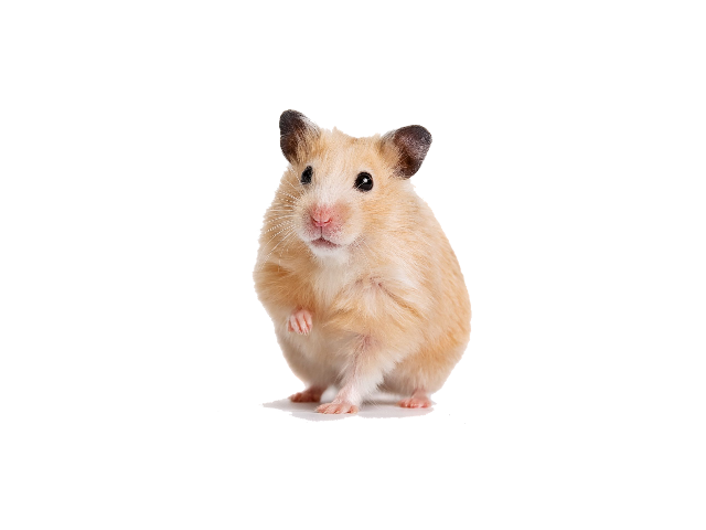 HAMSTER GOLDEN (Mesocricetus auratus)