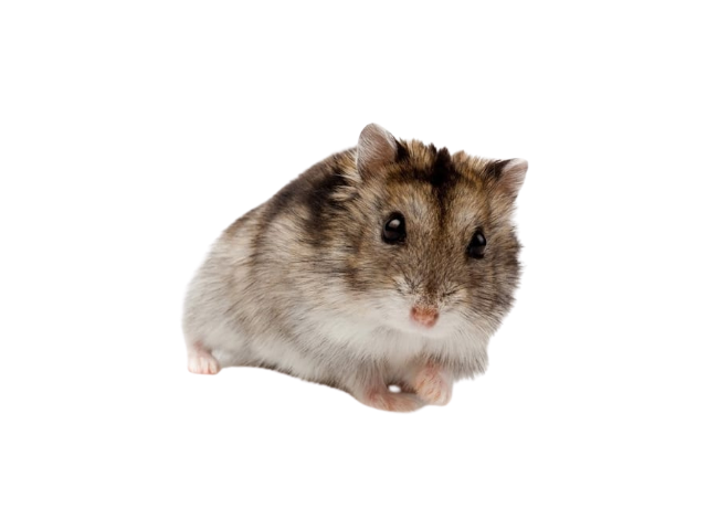 HAMSTER CHINO (Cricetulus barabensis)